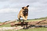 BULLMASTIFF 144